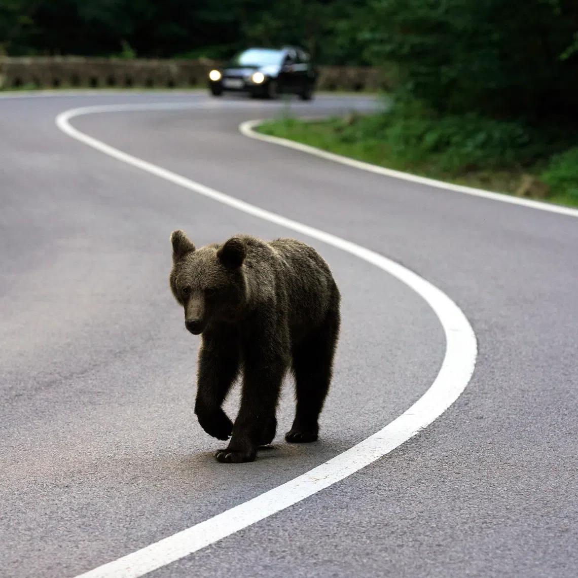 A brown bear walks on the Transfagarasan road, Romania, July 29, 2026. REUTERS/Andreea Campeanu