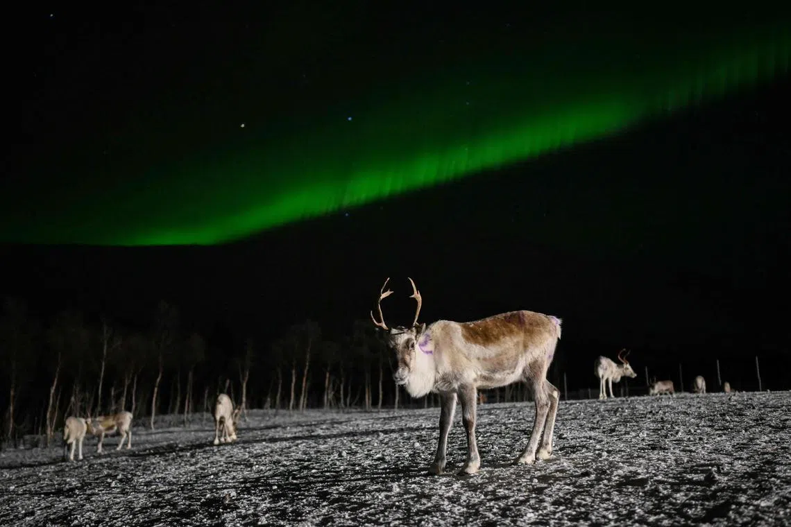  Reindeers in front of the northern lights illuminating the sky above a Sami camp outside the village of Breivikeidet near Tromso, Norway, on Jan 1. 