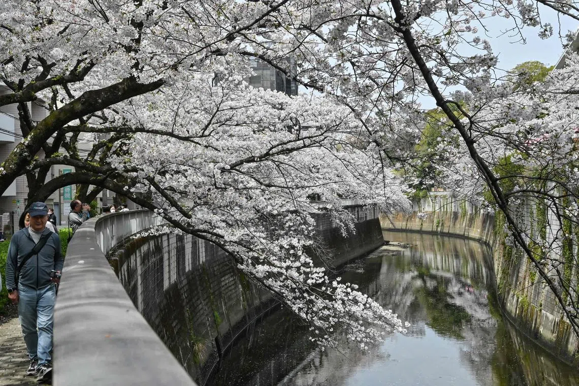 People walking along the Kanda river to look at cherry blossoms in central Tokyo on April 7, 2024. 