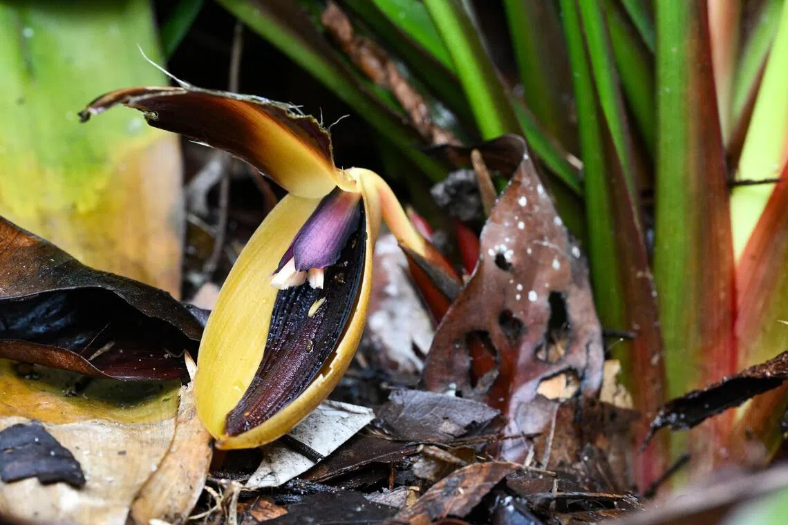Orchidantha foetida usually appear at ground level among the leaf litter and smell like a pile of dung.