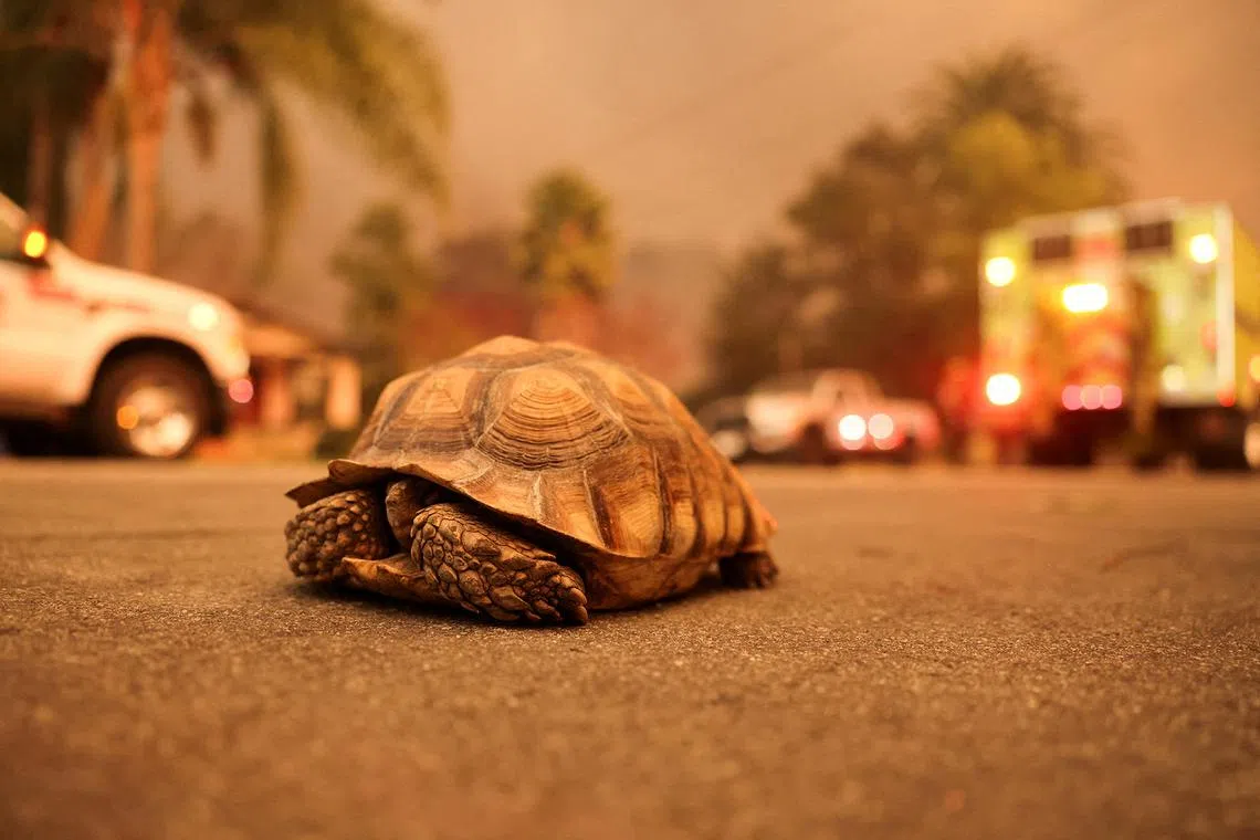 A tortoise named Houdini walks on the street as powerful winds fueling devastating wildfires in the Los Angeles area force people to evacuate, at the Eaton wildfire in Los Angeles county on Jan 8, 2025. 