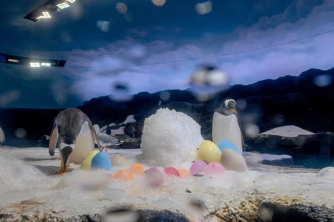 Gentoo penguins at Ocean Network Express Penguin Cove interacting with an ice bunny and frozen water balloons. 
