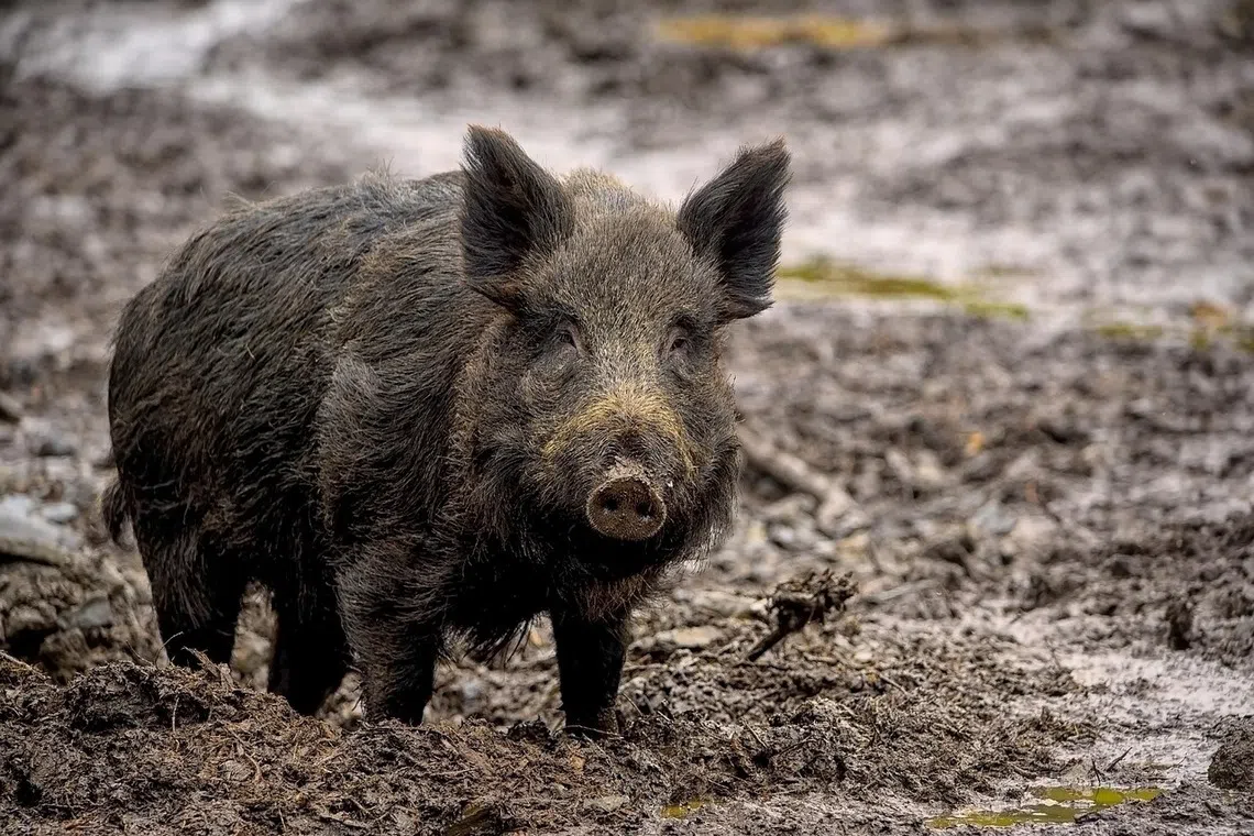 Spain detected its first cases of African swine fever since 1994 after two dead wild boars tested positive for the virus.