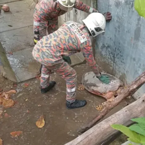 Firefighters found a sea turtle stuck inside a drain and immediately carried out a rescue operation to remove the marine animal safely.