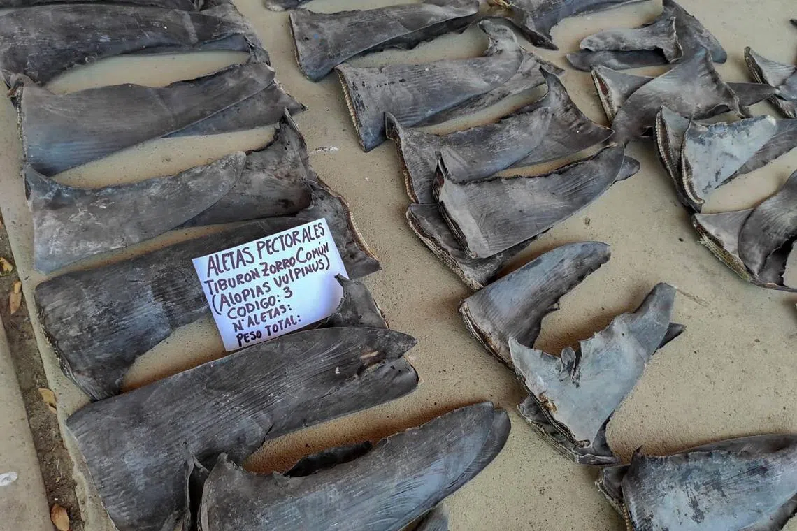 The discovery was made at the warehouse of an export company from where they were to have been shipped, without the necessary license, to Asia.