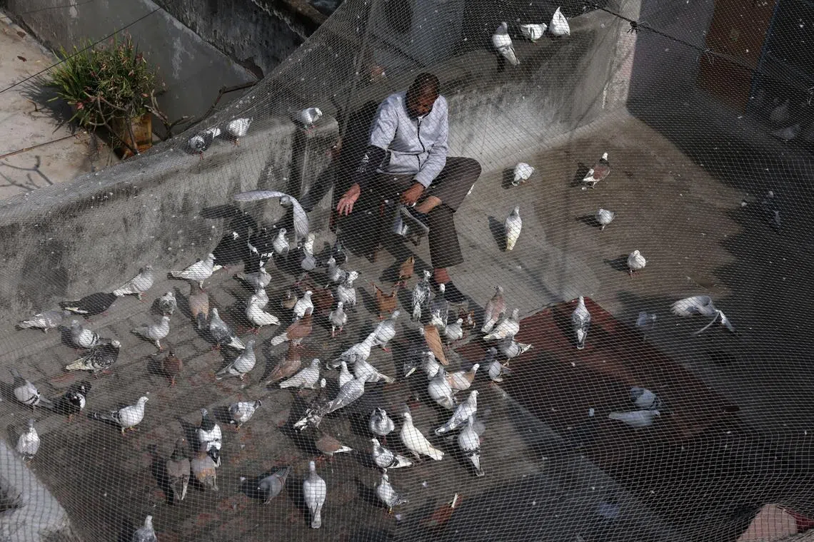 ‘Their story is our story’: Pigeons and humans, 3,500 years together