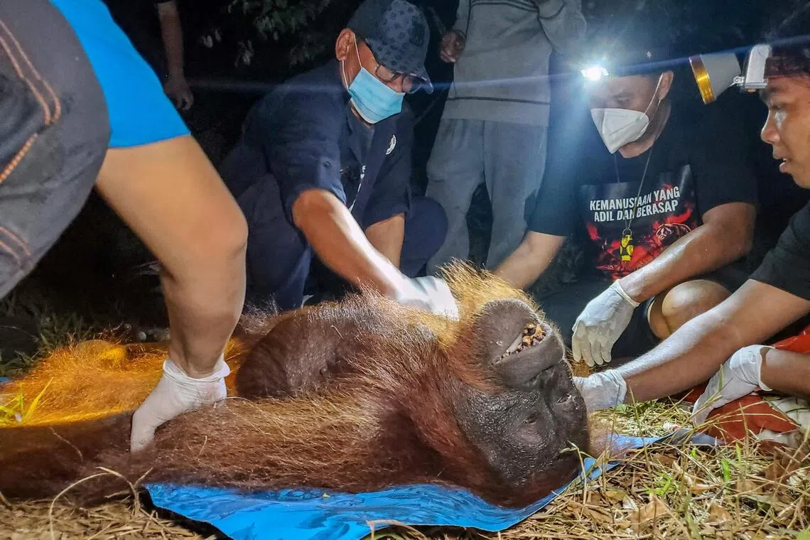 The great ape was anaesthetised so it could be safely captured, with rescuers using a net to collect the sleepy animal from atop a tree.
