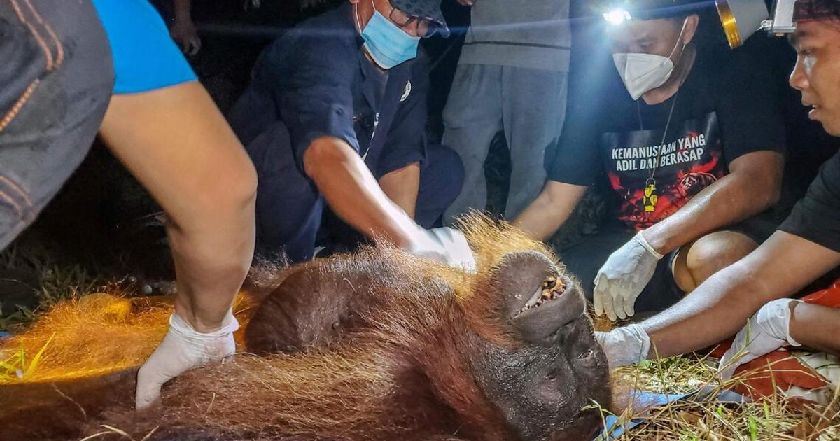 Indonesia rescues starved orangutan from fires: Officials