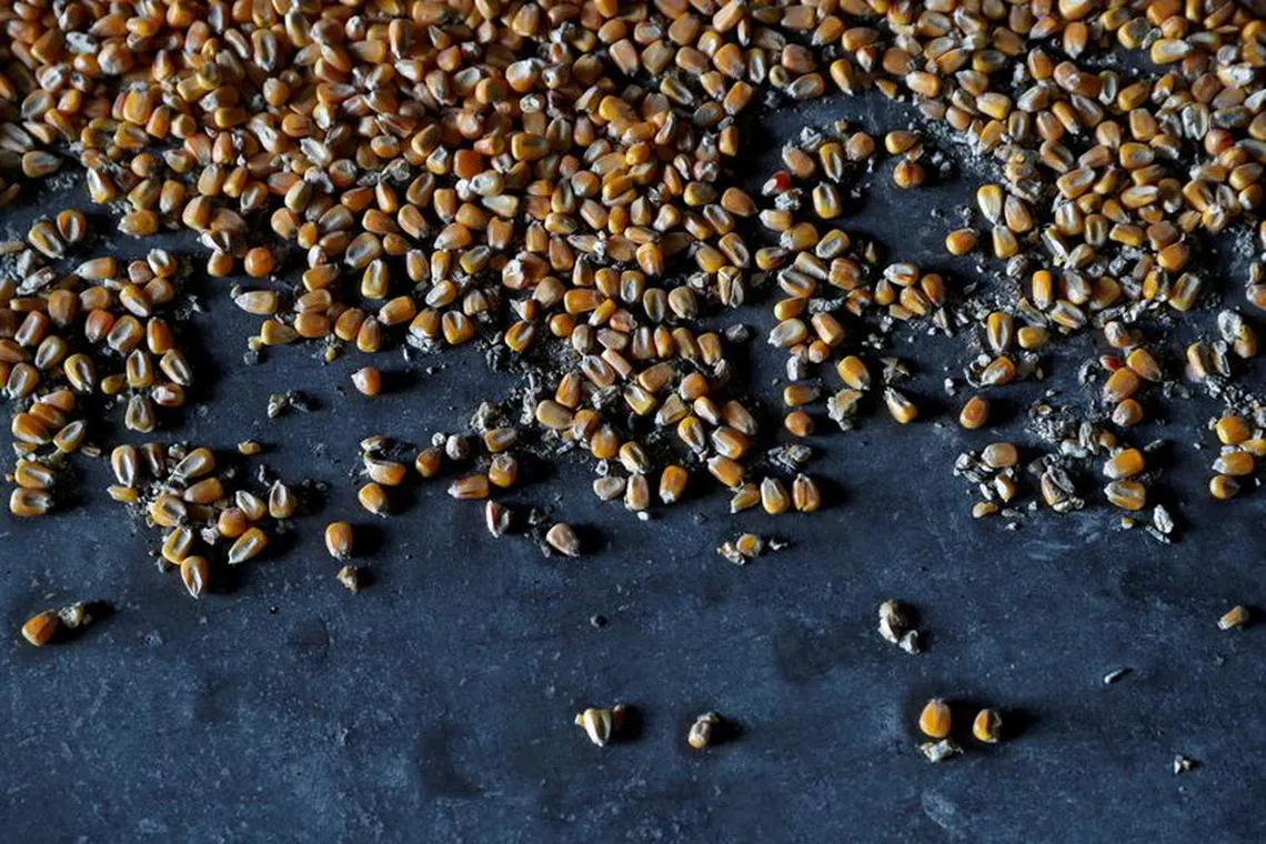 FILE PHOTO: Corn sits at a grain storage in a farm, in Timar, Hungary, April 19, 2023. REUTERS/Bernadett Szabo/File Photo