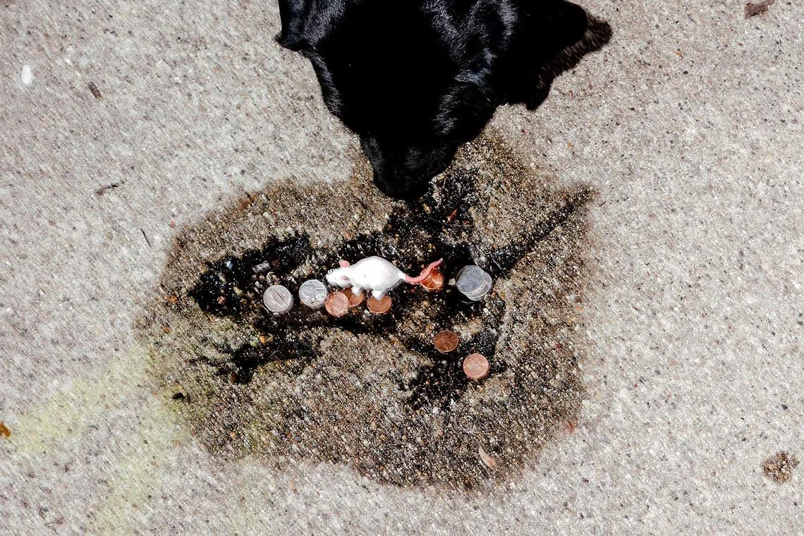 The “Chicago rat hole” has become a shared joke in a city that prides itself on its sense of humour.