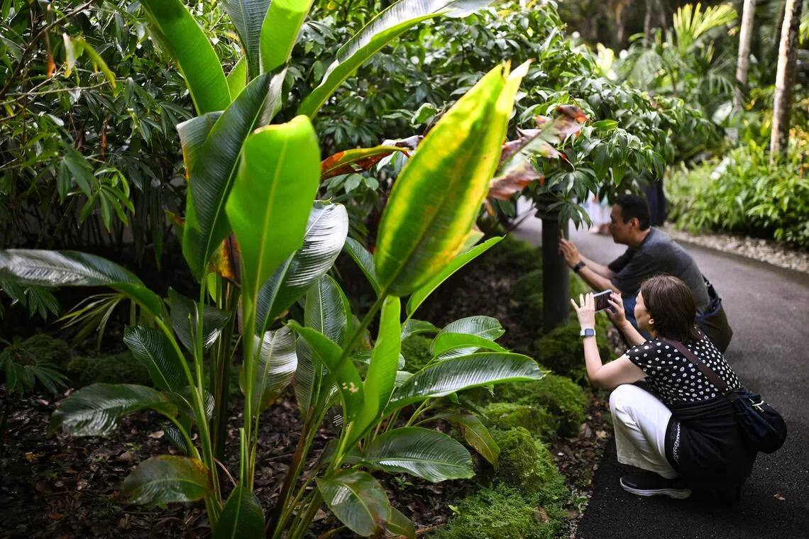 The Ginger Garden offers free entry and is open daily from 5am to midnight.