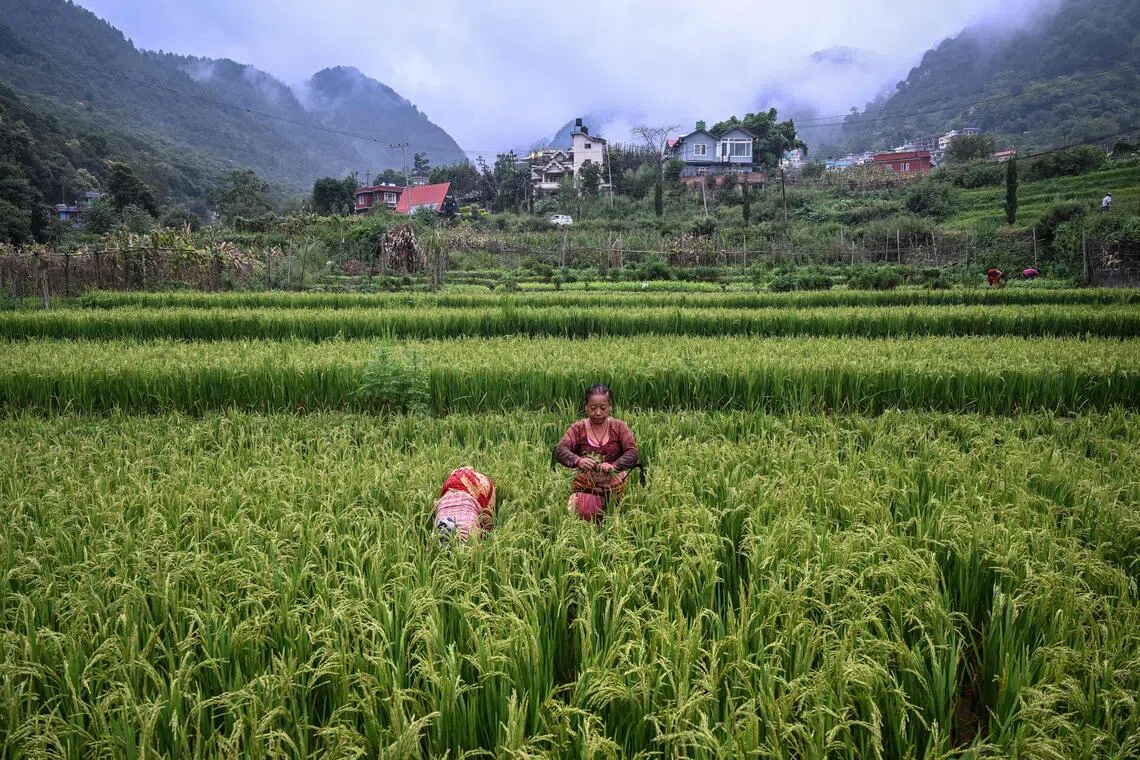 Women work in a paddy field in the rural settlement of Pharping, on the outskirts of Nepal's capital, Kathmandu, on Sept 14, 2025.