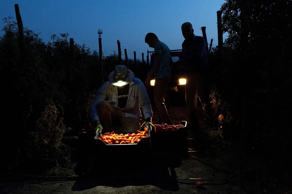 A farmer looks at harvested San Marzano tomatoes at night when temperatures are cooler than during the day, for the production of PDO-certified San Marzano tomatoes from the Agro Sarnese-Nocerino region, a protected designation that guarantees the product comes from a specific area and follows traditional production standards, in Sarno, Italy, August 26, 2026. REUTERS/Remo Casilli TPX IMAGES OF THE DAY