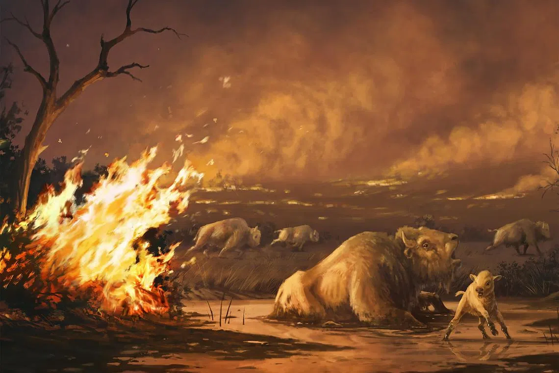 An undated image provided by the Natural History Museum of Los Angeles County shows an artist’s rendition of prehistoric bison trapped in La Brea asphalt as a wildfire approaches. Fossils from La Brea Tar Pits in Southern California suggest that sabertooth cats and other large North American mammals disappeared as a result of wildfires spurred by human activity. (Cullen Townsend/Natural History Museum of Los Angeles County via The New York Times) -- NO SALES; FOR EDITORIAL USE ONLY WITH NYT STORY SLUGGED ANCIENT FIRES EXTINCTION BY KATRINA MILLER FOR AUG. 18, 2023. ALL OTHER USE PROHIBITED. --