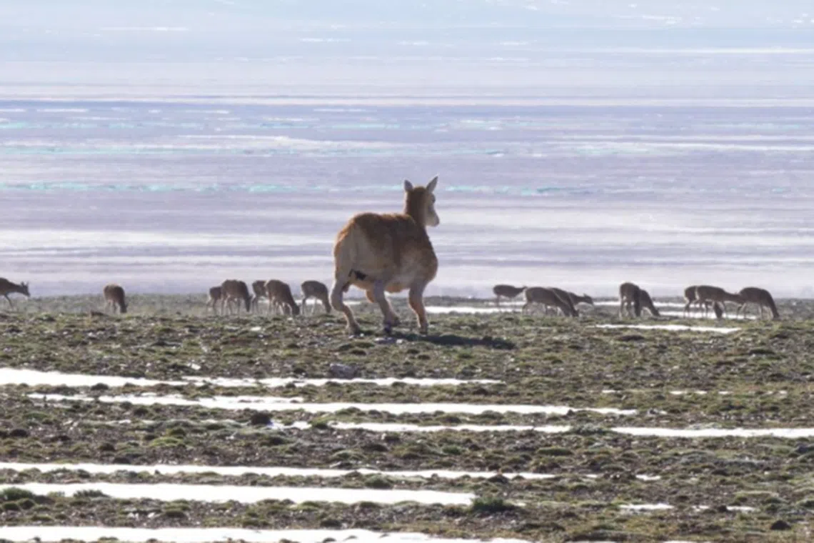 China is using a “robot antelope” to monitor in real time the migration of the Tibetan antelope.