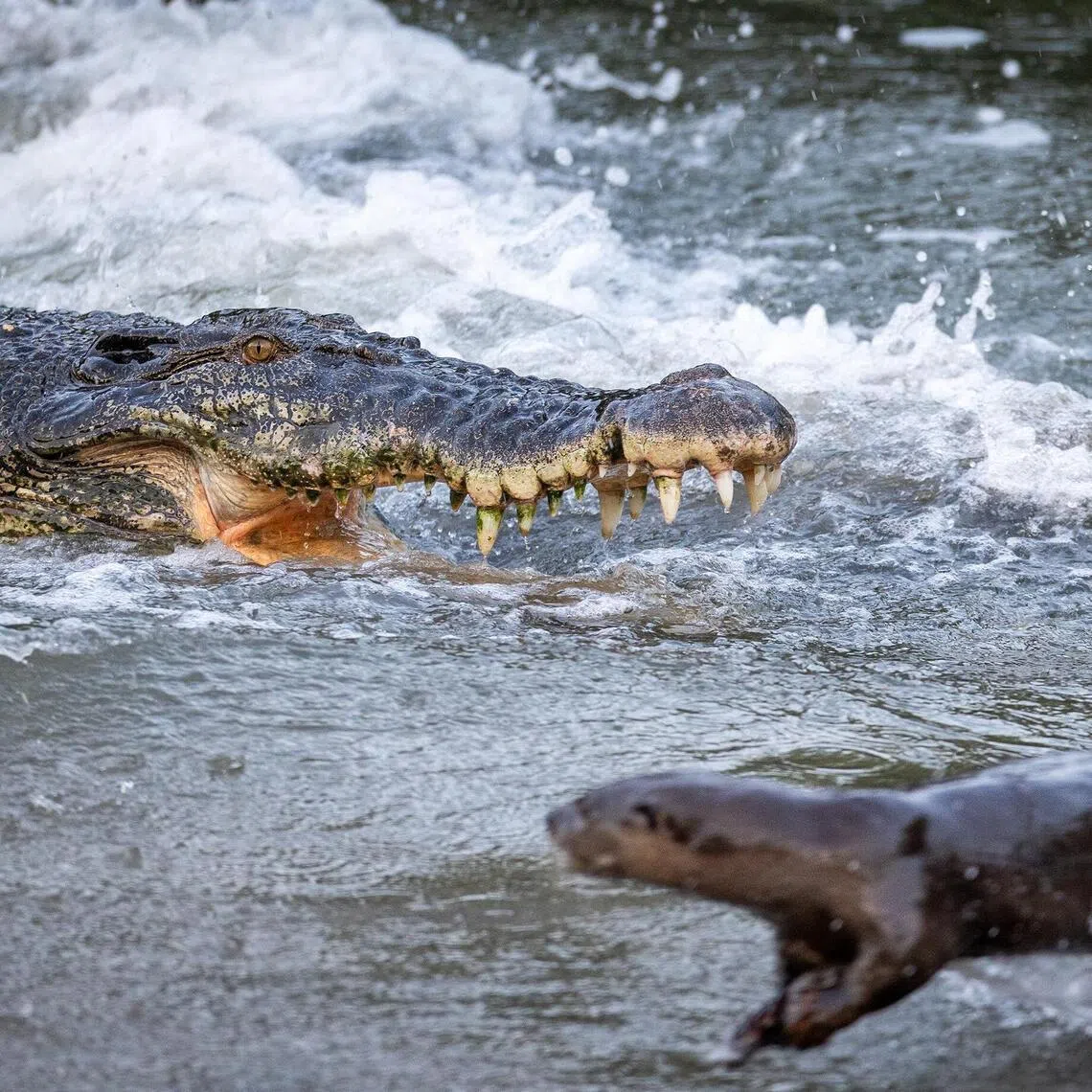 The crocodile was seen snapping at the otters several times, but the semi-aquatic creatures were able to deftly flee from its huge jaws.