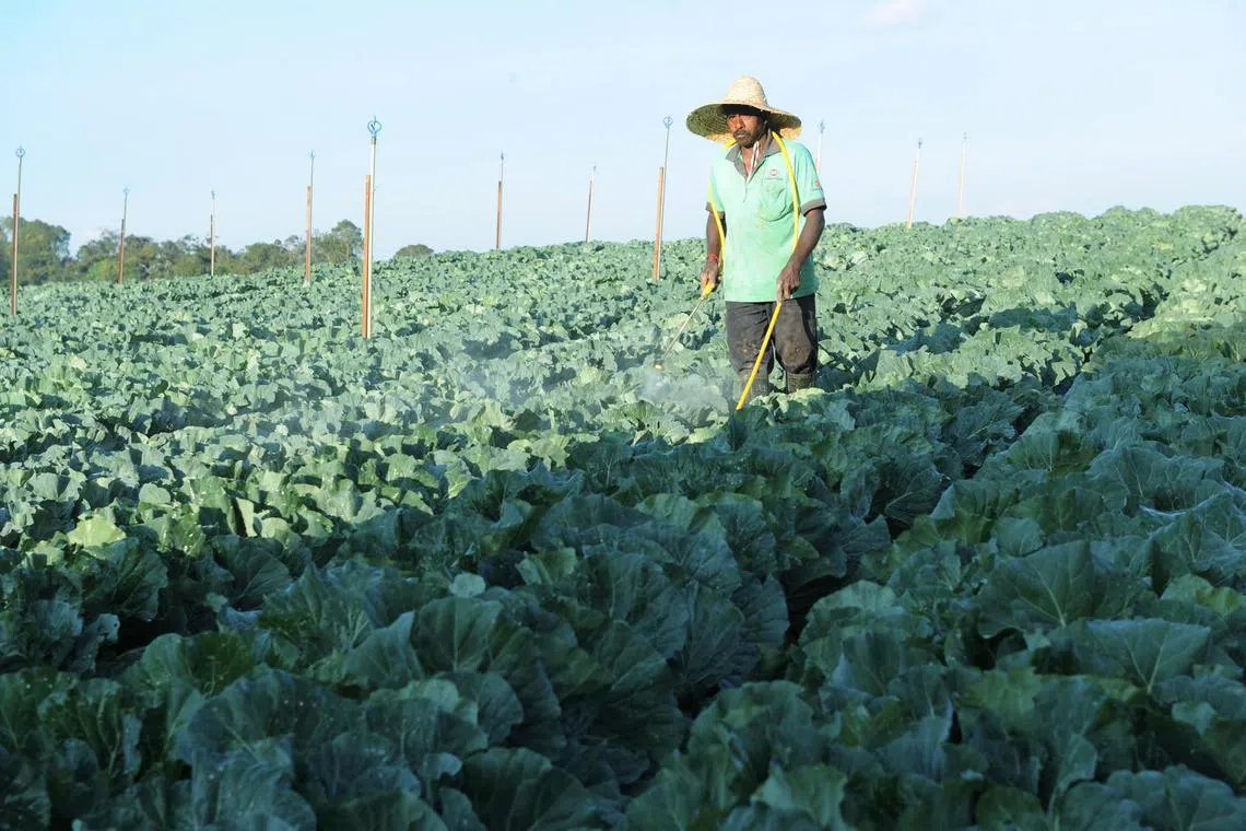 CAMERON HIGHLANDS, 7 Mac -- Penebangan dan pembakaran hutan secara haram menyebabkan pekebun sayur di Kampung Raja di sini mengalami masalah kekurangan bekalan air, ditambah pula dengan musim kering yang panjang.
Pekebun Sayur K. Elangovan, 56, menyembur racun di ladang sayur kobis dan bawangnya yang turut mengalami gangguan bekalan air.
-- fotoBERNAMA (2014) HAKCIPTA TERPELIHARA
