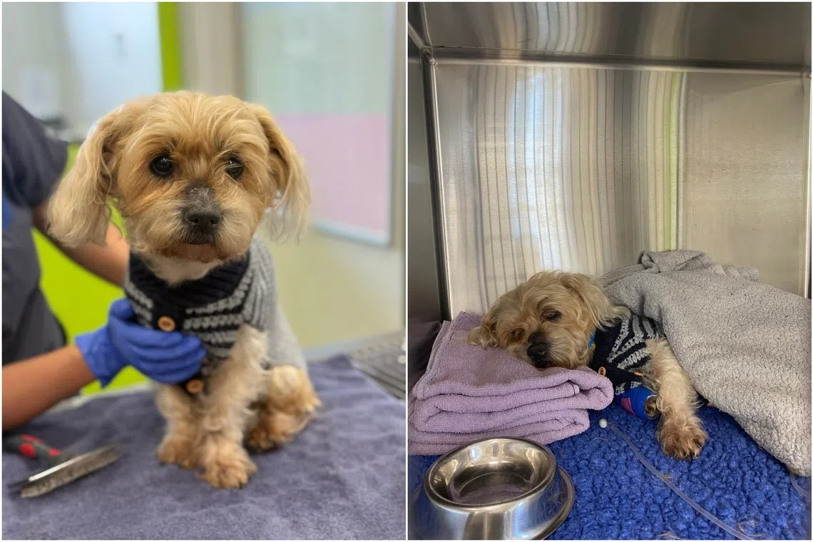 When Einstein was found, he weighed just 4.6kg, having lost almost 50 per cent of his body weight during his time away. 