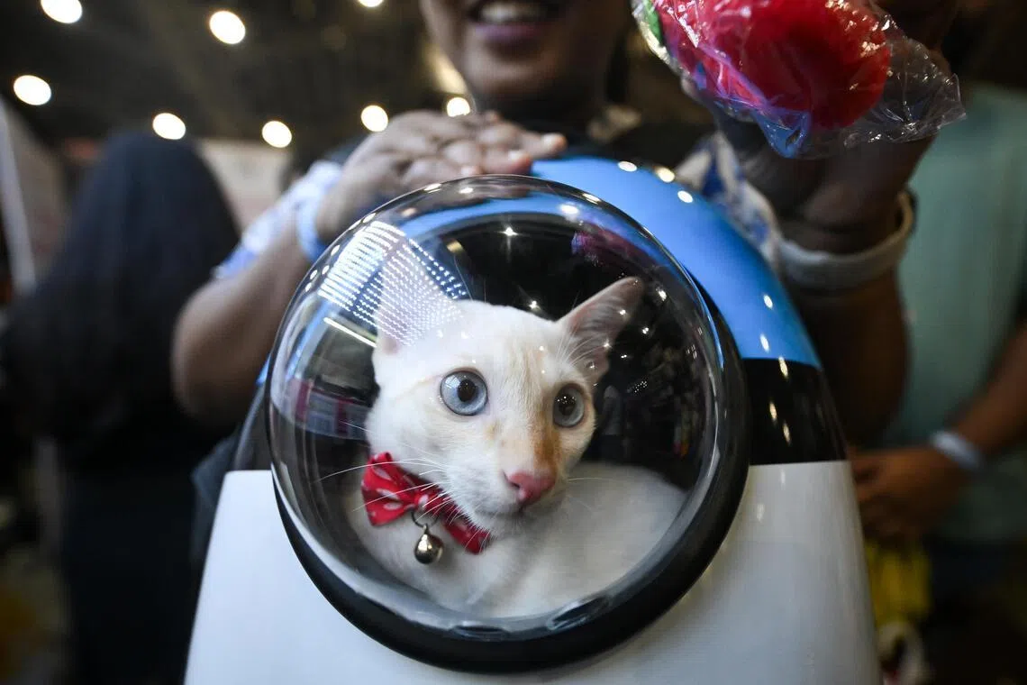 Travelling with a pet: 5 tips for a smooth trip