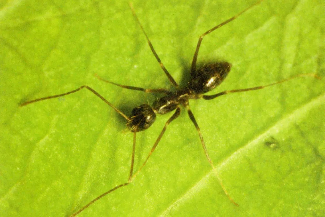 A longhorn crazy ant. Humans want to reach consensus, so much so that they give up on pushing their individual ideas.