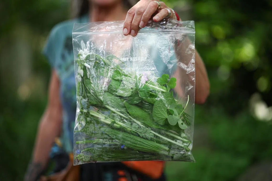 A person taking part in a plant foraging tour run by Forage London shows a plastic bag full of plants they have foraged at Tower Hamlets Cemetery Park, in London, May 18, 2024. Kenneth Greenway Park is a cemetery in Tower Hamlets, in the east of the British capital. The dead have been lying here since 1841 but the last burial dates back to 1966. This does not seem to put off the group of 18 pickers who came to take part in the edible plant picking course by Kenneth Greenway. The towers of the City are not far away, and yet wild arugula, nettles and many others grow in profusion. (Photo by HENRY NICHOLLS / AFP)