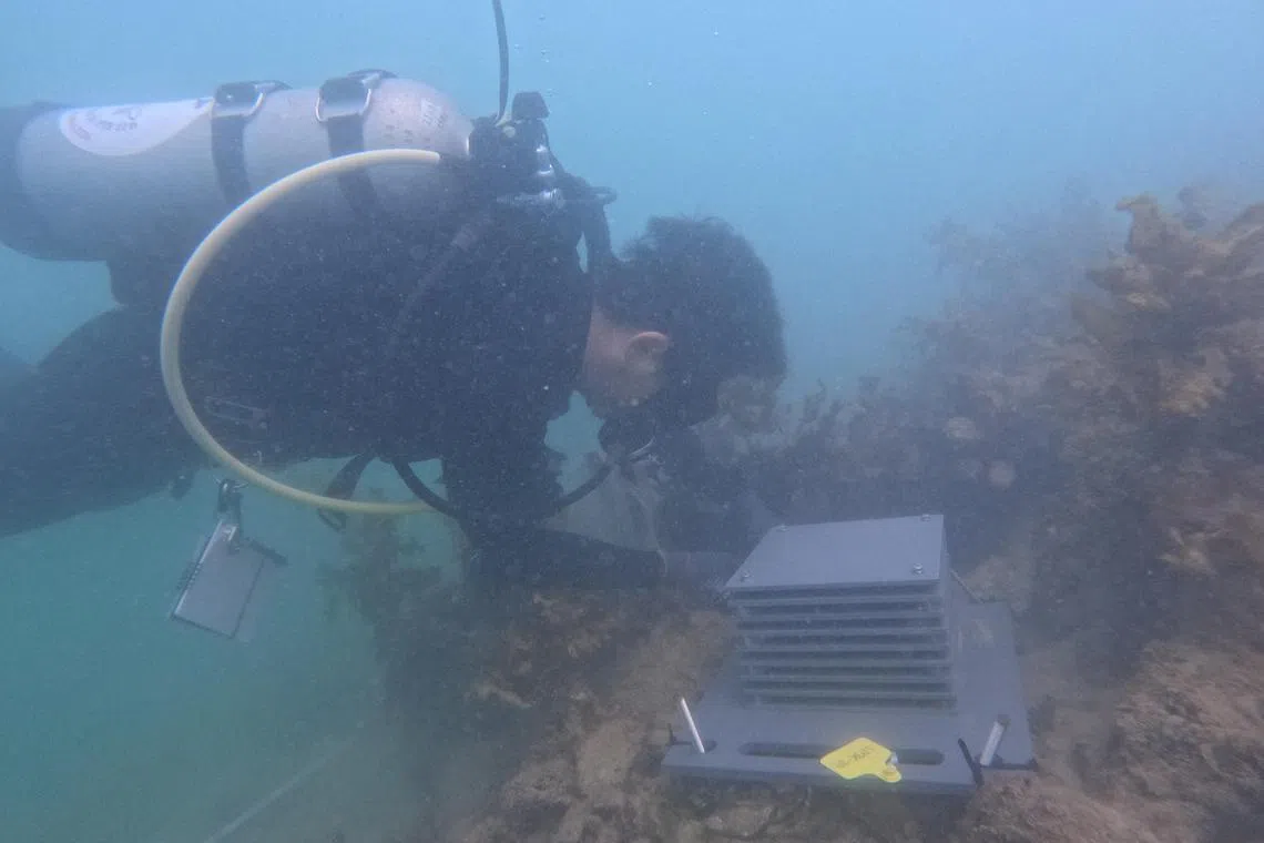 National University of Singapore marine biologist Huang Danwei checking on the installation of an Autonomous Reef Monitoring Structure in the waters off Pulau Semakau on October 9, 2024. 