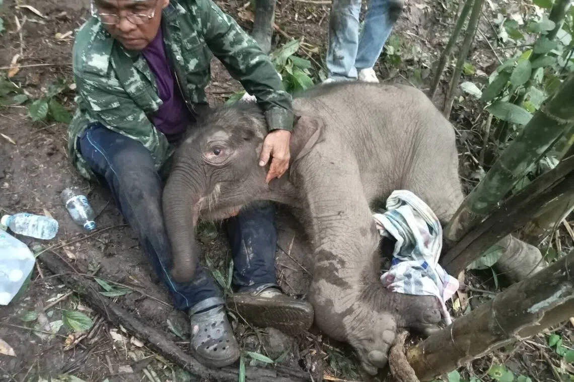 The newborn elephant was found exhausted and with an injured leg.