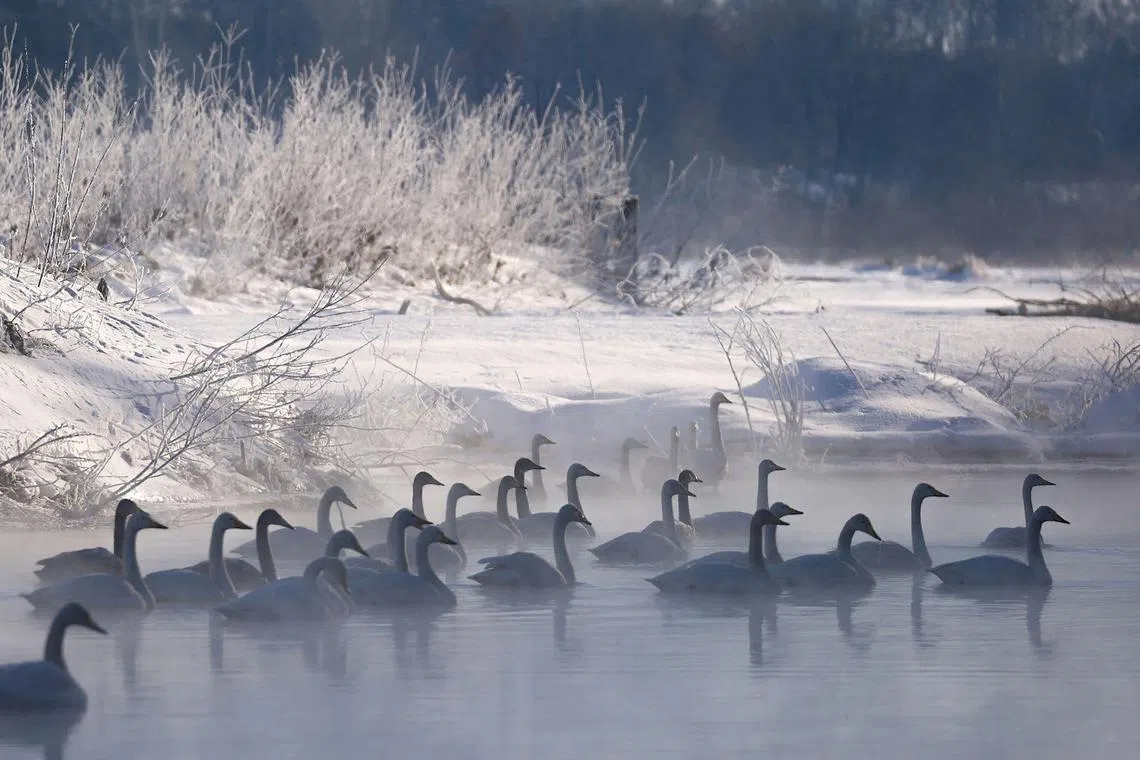 Swans rest quietly along the banks of the Tokachi River near Otofuke-cho and Makubetsu-cho in Hokkaido prefecture during the middle of winter on Jan 31, 2023. 