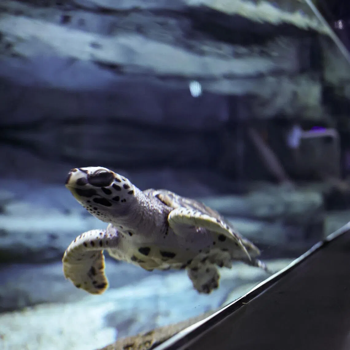Eight juvenile turtles, hatched from eggs that were originally laid on Kusu Island, will learn to forage in an enclosure.
