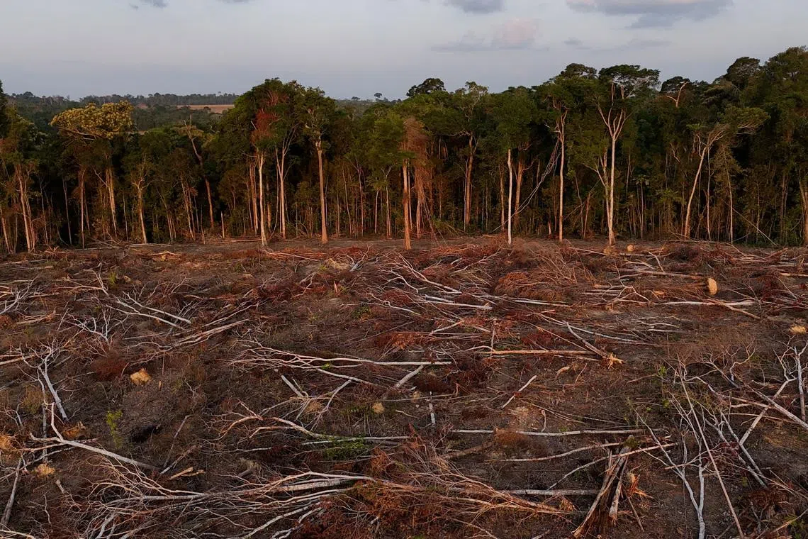 Tropical forest loss eases in 2025 from record high, report shows