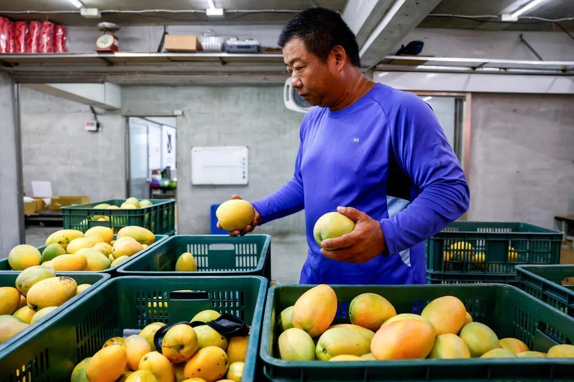 A worker sorts Summer Snow mangoes at a packing facility in Taitung, Taiwan.