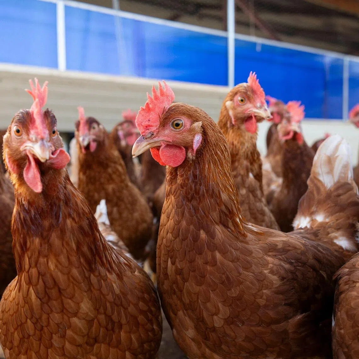 The highly pathogenic avian influenza, commonly called bird flu, has led to the culling of hundreds of millions of birds in the past few years.