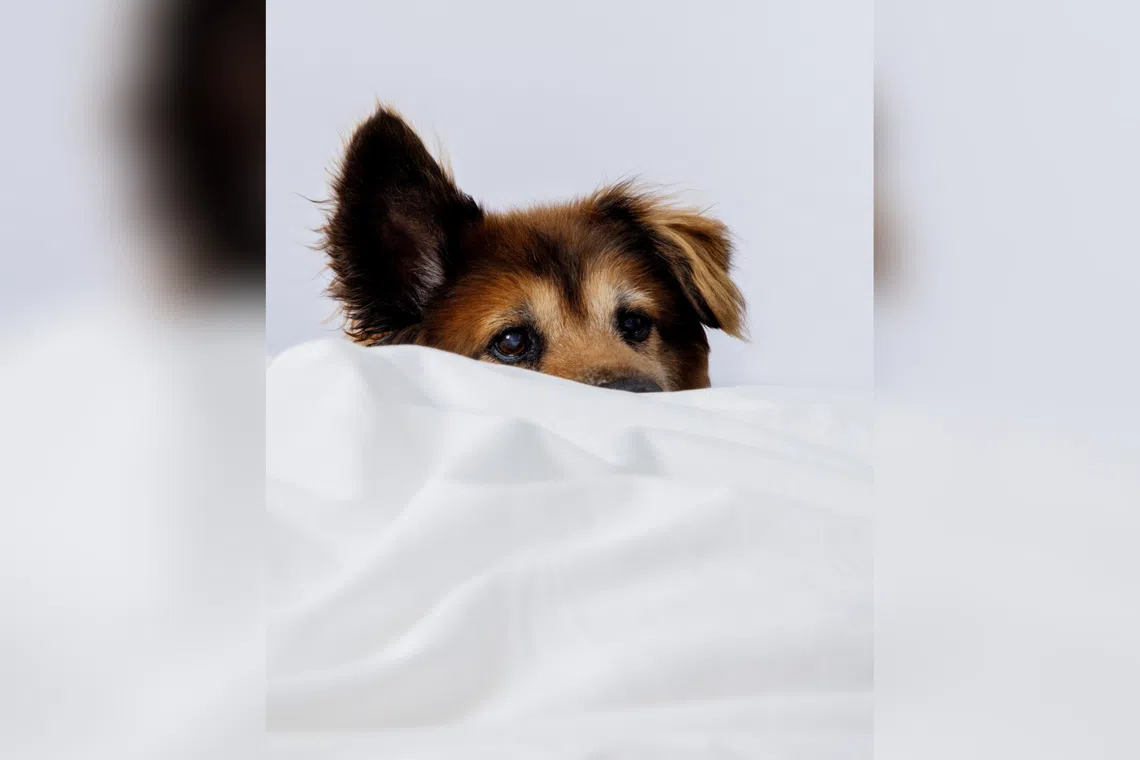 Changing a dog’s nighttime sleep routine can be surprisingly emotional, for you and your dog.