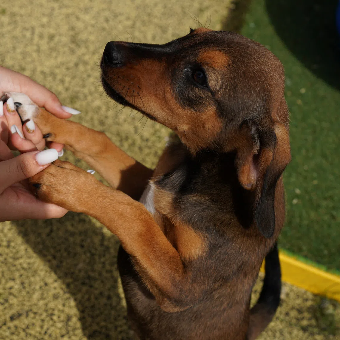 A caretaker plays with a puppy at the Tierhilfe Hoffnung e.V. shelter in Smeura, Romania, September 15, 2026.  REUTERS/Andreea Campeanu