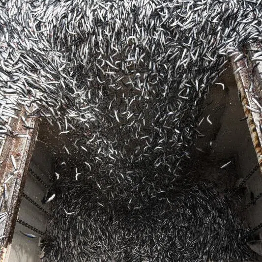 Peru is the Saudi Arabia of anchovies, a critical element in the global aquaculture industry. A Peruvian ban on anchovy fishing is expected to drive prices of bigger farmed fish worldwide, says the writer.