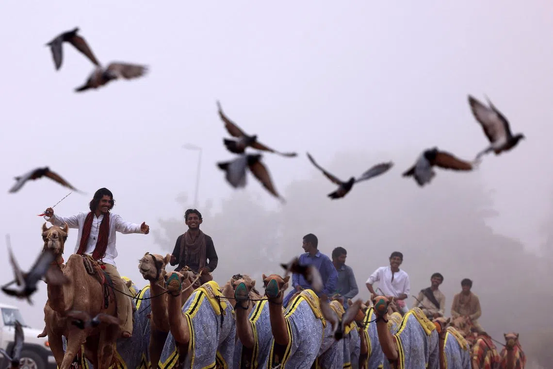 Sudanese camel herders training at dawn in Dubai, on Aug 24.