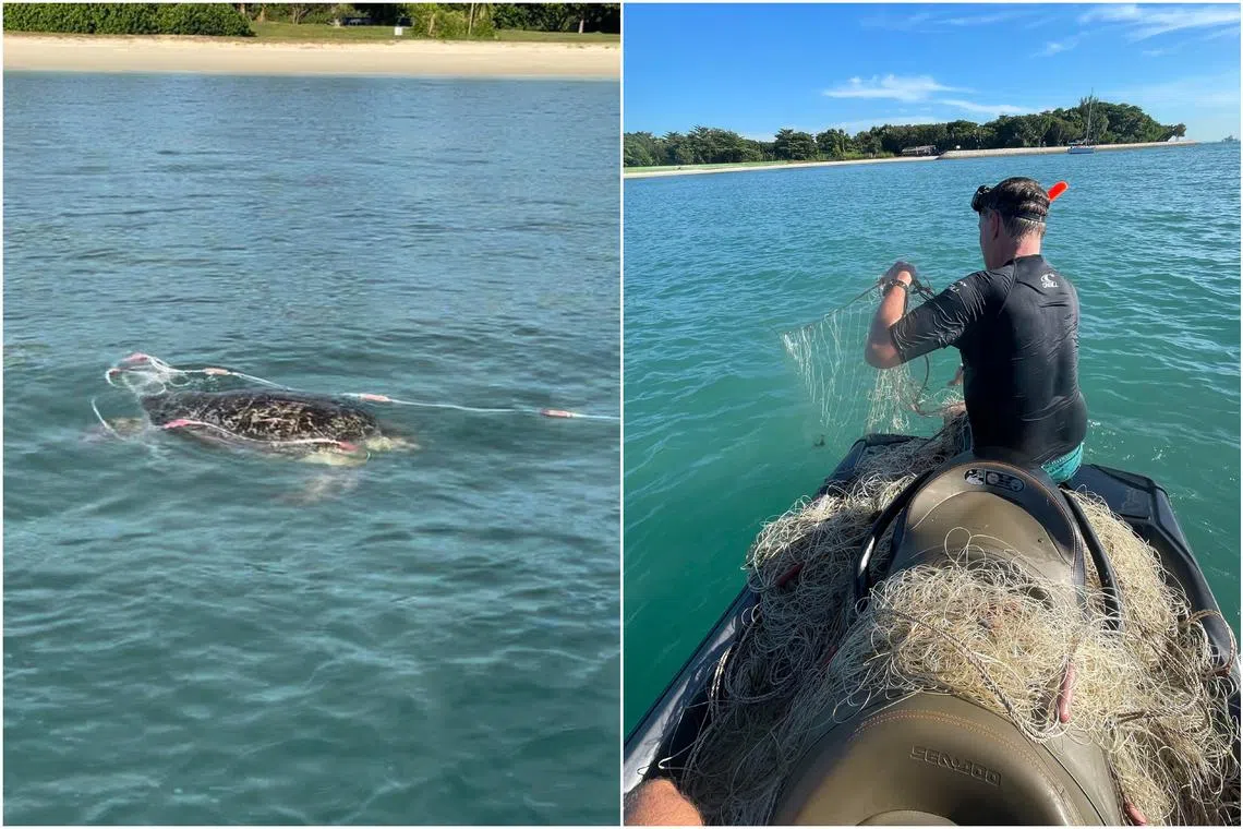 It took them about thirty minutes to free the turtle, and the task was made more difficult by the weight of the 100m long net.