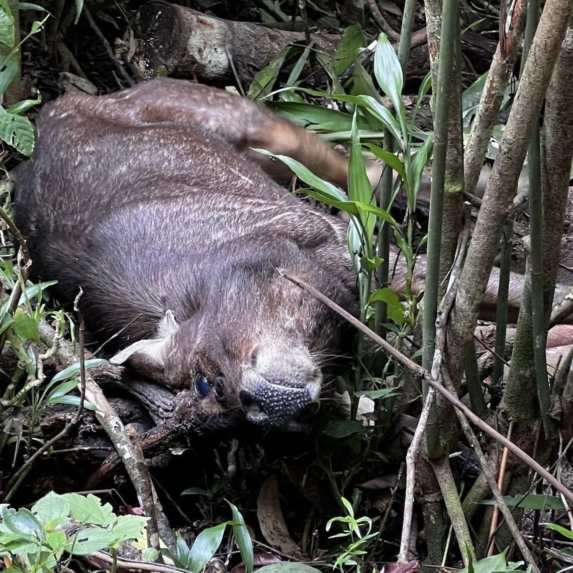 The samber deer is believed to have collided with a vehicle. 