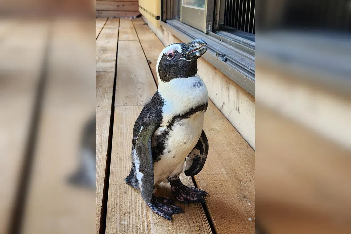 Pen-chan, a six-year-old female Cape penguin, absconded from an event on Aug 25.