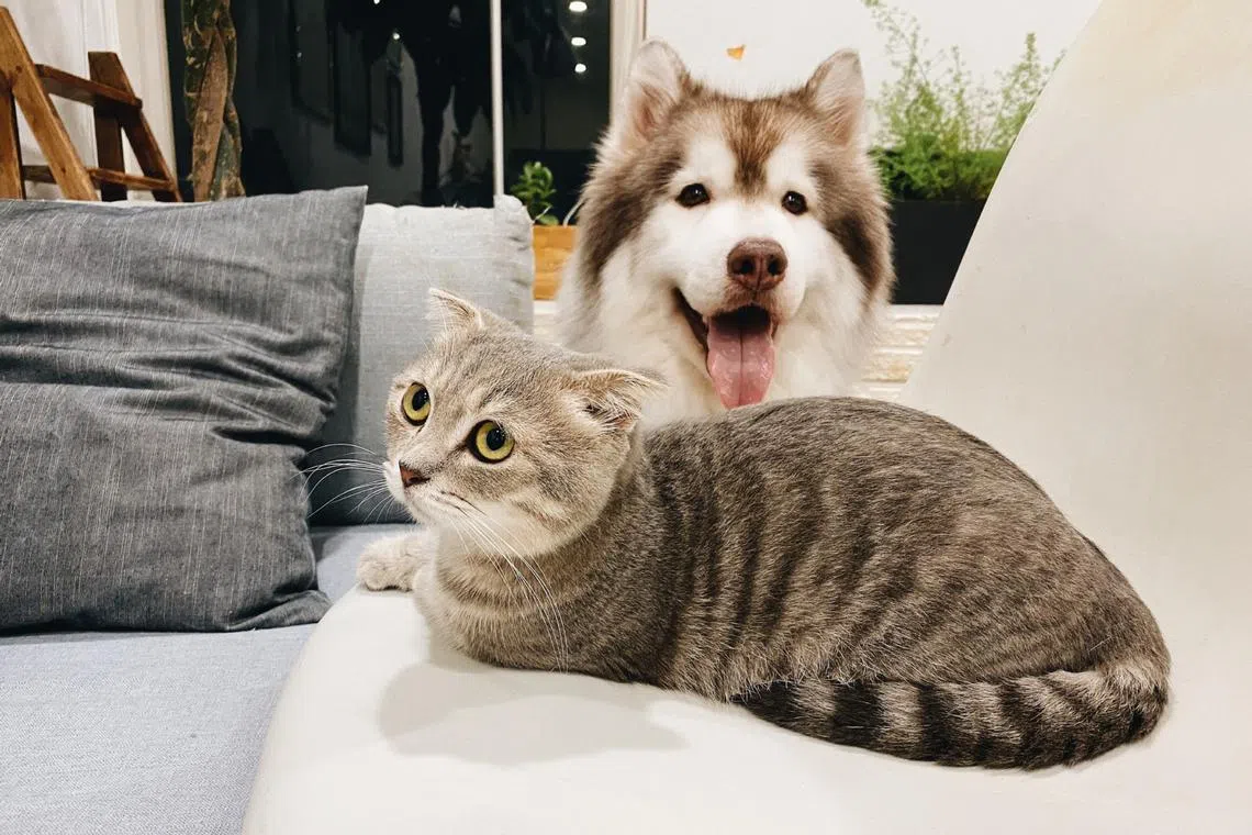 Nearly 250 out of 1,000 dog and cat owners in America said they had intentionally delayed dating or marriage because of their deep bonds with their pets.