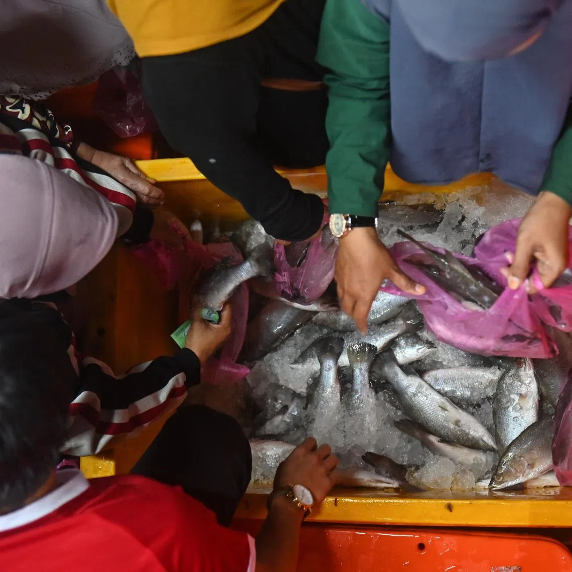 Thailand accounted for 80.6 per cent of Malaysia's seabass exports in 2024, according to the Department of Fisheries Malaysia.