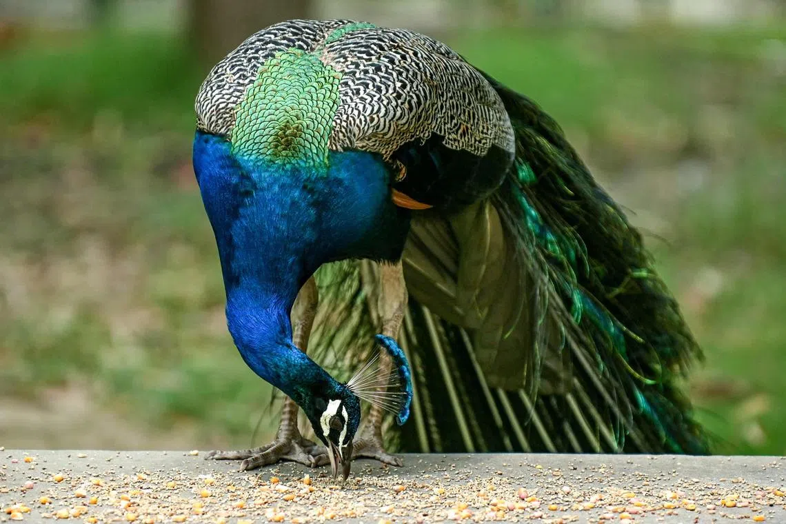 A peacock is seen at a garden in Amritsar on July 5, 2024. (Photo by Narinder NANU / AFP)