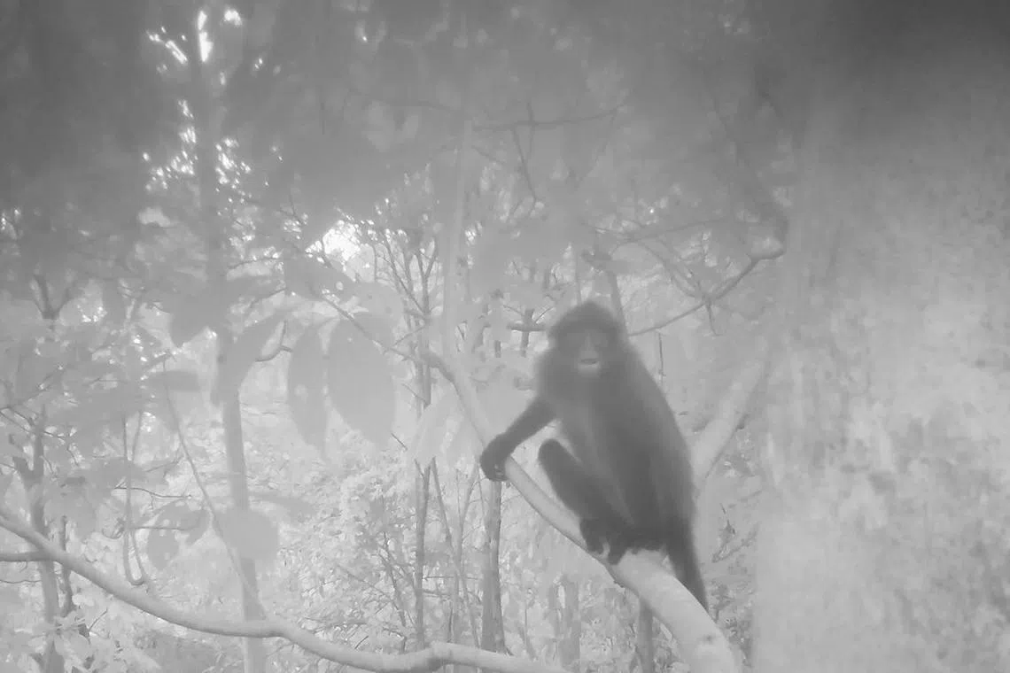 In these images, taken at 6.27pm on Oct 16, 2023, the monkey could be seen sitting on a branch while looking directly at the camera while video captured showed the monkey scratching itself and looking around.

