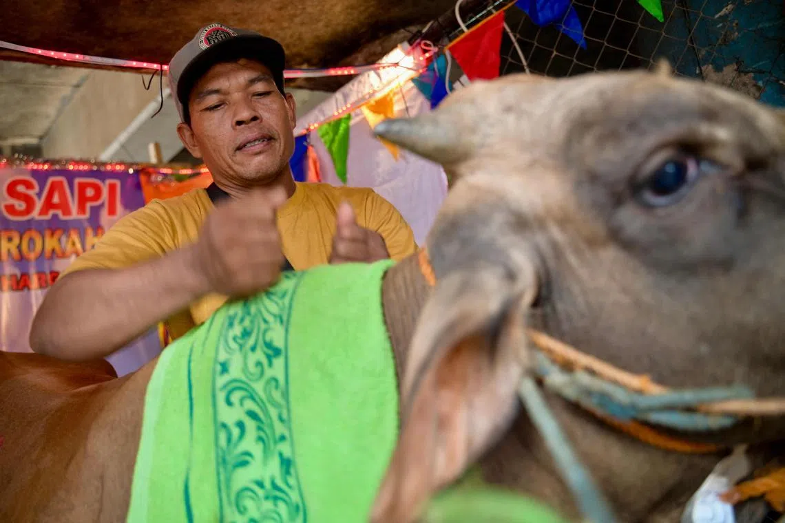 Mr Sumarwan massages a brown cow at his "cow salon" in a makeshift livestock market in Jakarta.