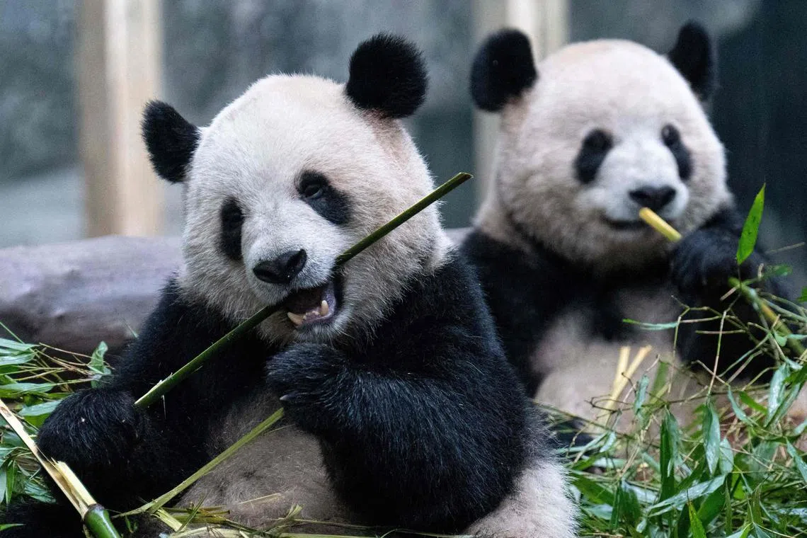China’s communist government has long used “panda diplomacy” to enhance the country’s soft power.