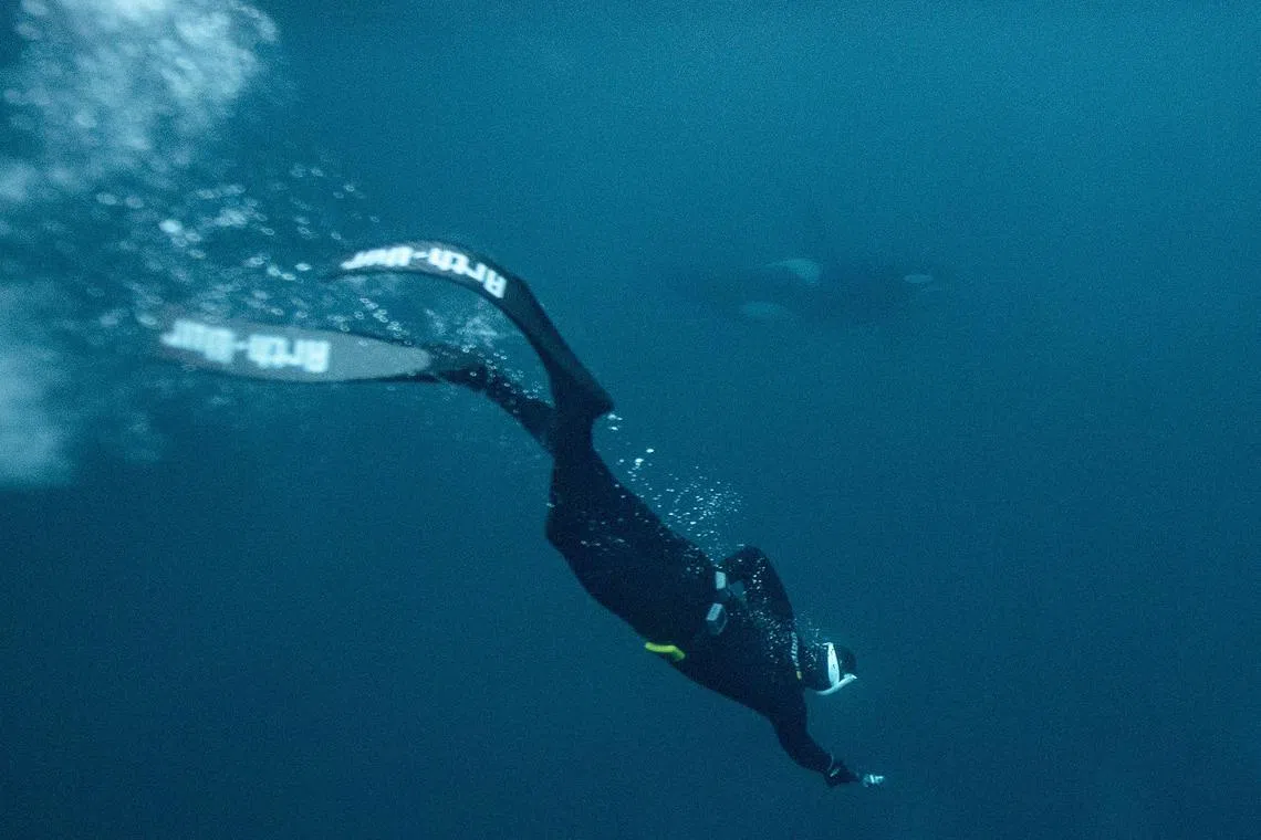Five times freediving World Champion France's Arthur Guerin-Boeri swims next to an Orca's (Killer Whales) in the Arctic Ocean in the Spildra Island northern Arctic Circle, on Jan 27, 2023. 