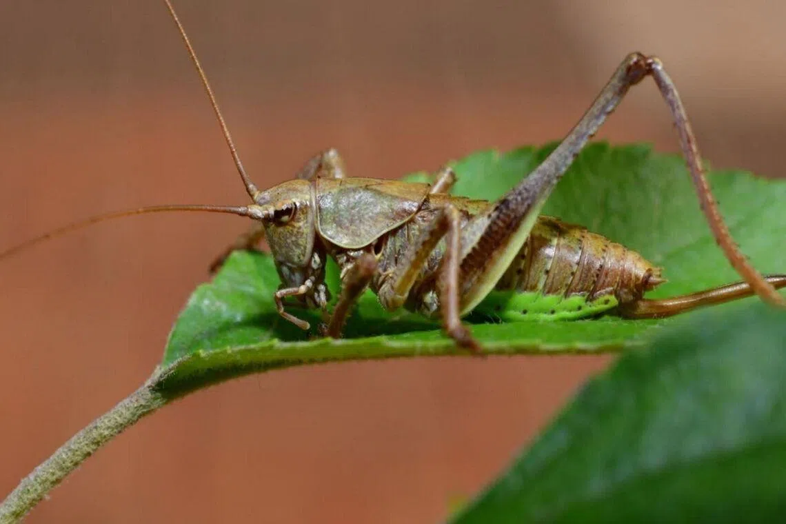 Lovebugs fade, but biting katydids spread in Seoul area in South Korea