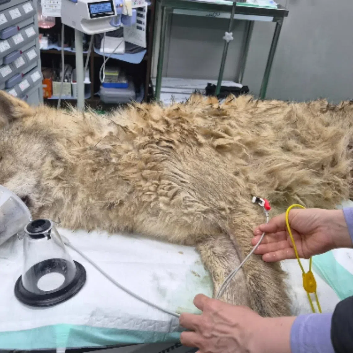 The wolf was captured near an expressway and returned to the zoo.