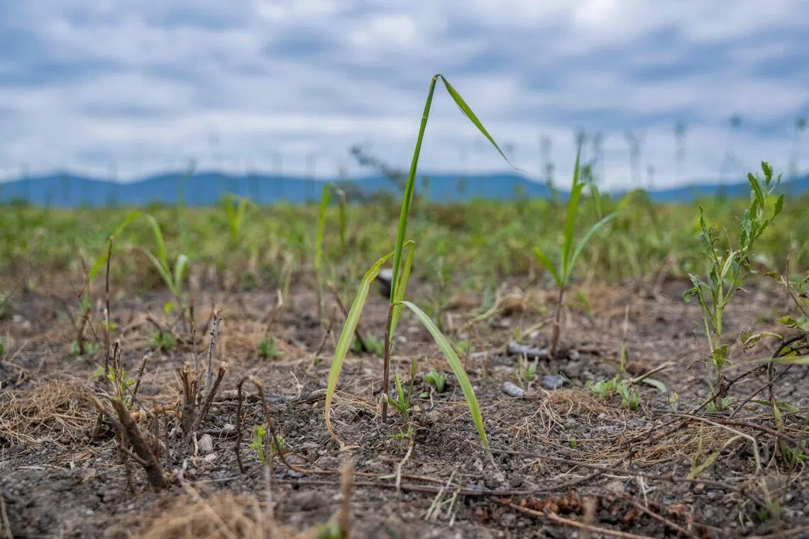 NATO-backed project tests perennial grass to clean war-damaged soil in Ukraine
