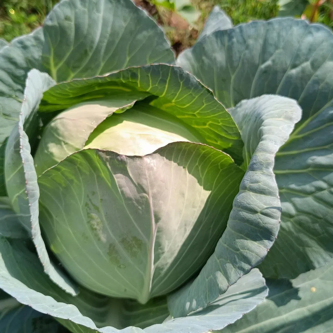 The drug trafficking charges carry a maximum sentence of 15 years to life in prison.